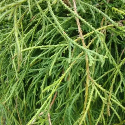 Кипарисовик ФИЛИФЕРА НАНА горохоплодный  в Минске