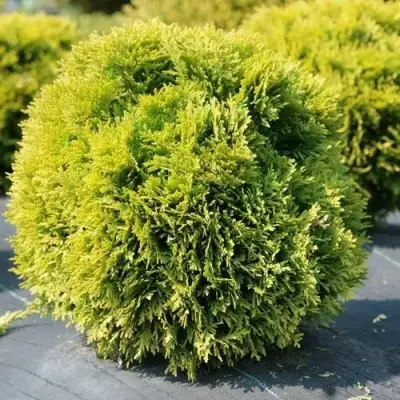 Туя ДАВИД западная в Минске