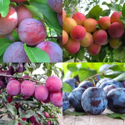 Комплект СЛИВОВЫЙ САД в Минске