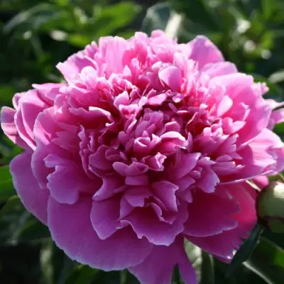 Пион ГОЛУБАЯ ХРИЗАНТЕМА травянистый в Минске