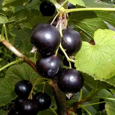 Смородина чёрная БИНАР в Минске