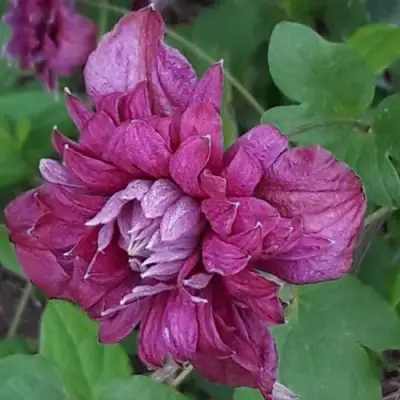 Клематис ПУРПУРЕА ПЛЕНА ЭЛЕГАНС в Минске