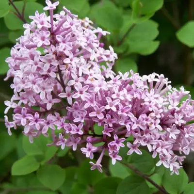 Сирень ПАЛИБИН  в Минске