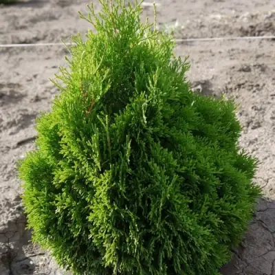 Туя МИКИ западная в Минске