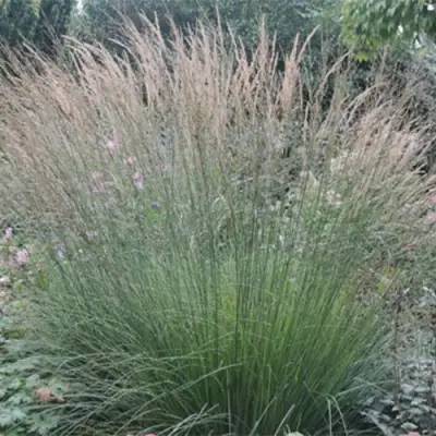 Молиния ХАЙДЕБРАУТ голубая в Минске