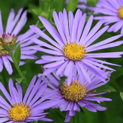 Астра ЛЕДИ ИН БЛЮ в Минске