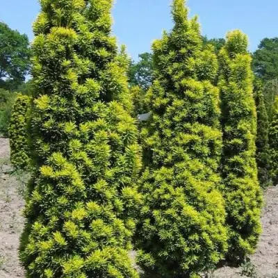 Тис ДАВИД ягодный в Минске