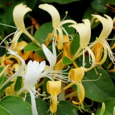 Жимолость ХАЛЛИАНА японская (Хелиана) в Минске