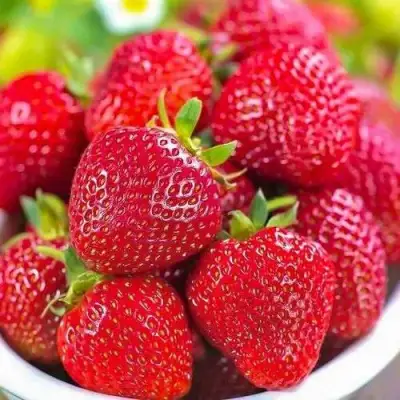 клубника Сильвия