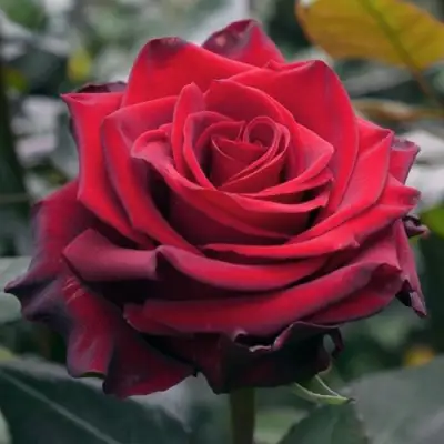 саженцы розы Эксплорер