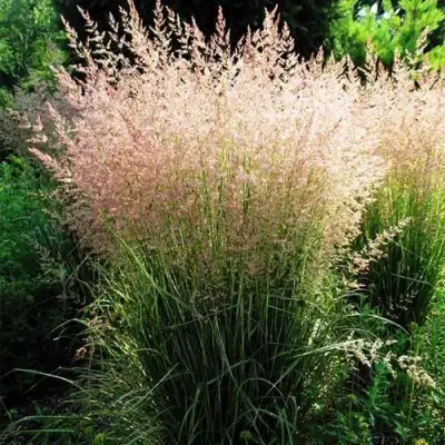 Молиния ФОНТЕЙН тростниковая в Минске