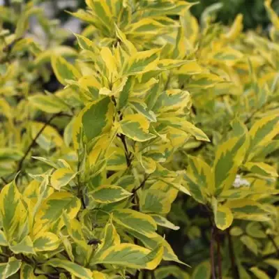 Дерен ШПЕТА белый в Минске