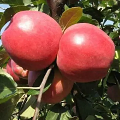 Яблоня ЗАСЛАВСКОЕ в Минске