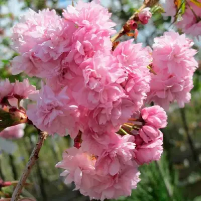 Сакура КИКУ ШИДАРЕ в Минске