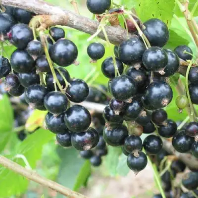 Смородина черная КРЕОЛКА в Минске