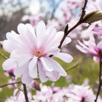 Магнолия РОЗЕЯ в Минске