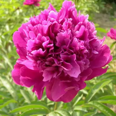 Пион КИТАЙСКИЙ ШЕЛК травянистый в Минске