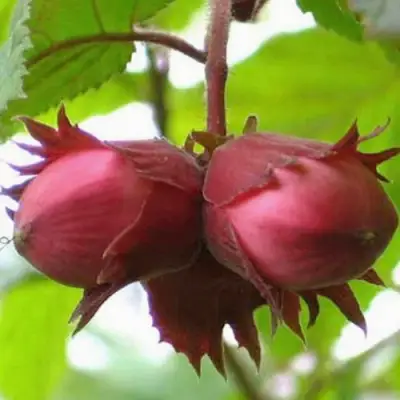 Фундук АЙВЕНГО в Минске