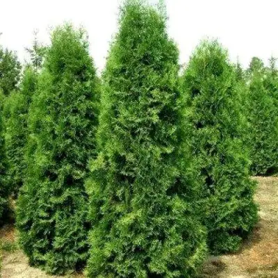 Туя ПИРАМИДАЛИС КОМПАКТА западная в Минске