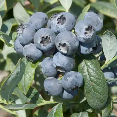 Голубика БРИГИТТА в Минске