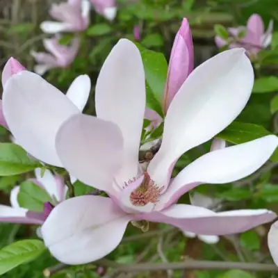 Магнолия ДЖОРДЖ ГЕНРИ КЕРН в Минске