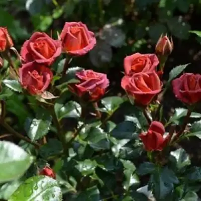 Роза ЧОКОЧИНО спрей в Минске