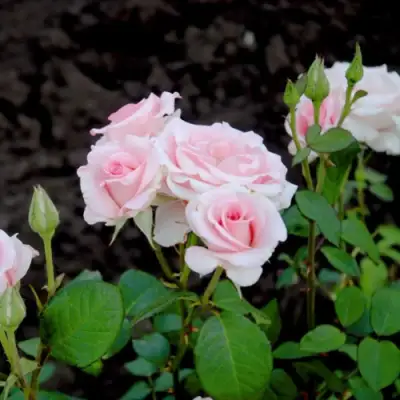 Роза ФЛАМИНГО чайно-гибридная в Минске