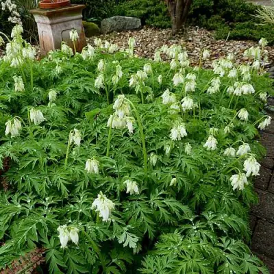 Дицентра красивая АВРОРА в Минске