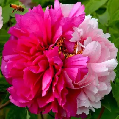 Пион ДВЕ СЕСТРЫ древовидный в Минске