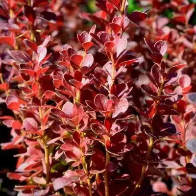 Барбарис ВУЛКАНО тунберга в Минске