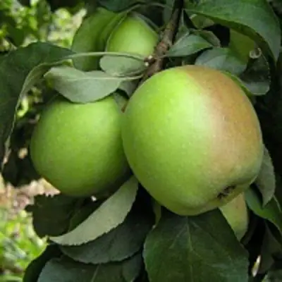 Яблоня ПАМЯТЬ СИКОРЫ в Минске