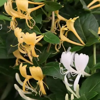 Жимолость ХАЛЛИАНА японская (Хелиана) в Минске