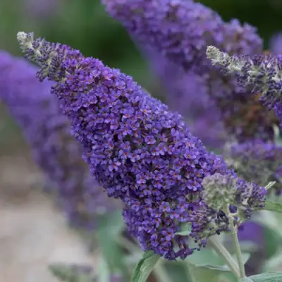 Буддлея НАНО ПЕРПЛ  в Минске