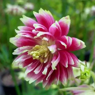 Аквилегия БАРЛОУ НОРА гибрид МакКаны в Минске