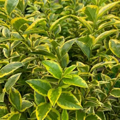 Бирючина АУРЕУМ овальнолистная в Минске