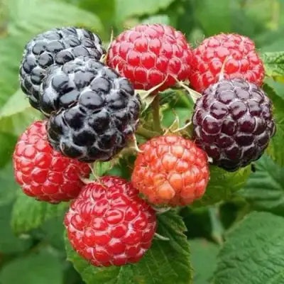 Малина БРИСТОЛЬ в Минске