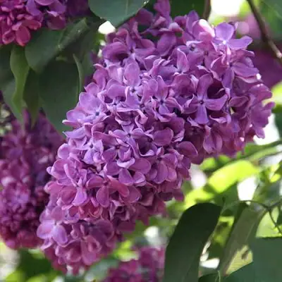 Сирень КАПИТАН ГАСТЕЛЛО в Минске