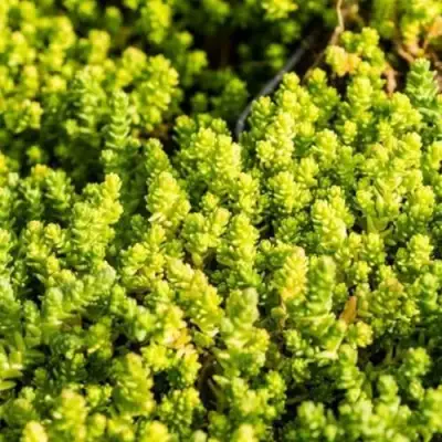 Очиток (седум) ЙЕЛЛОУ КВИН едкий в Минске