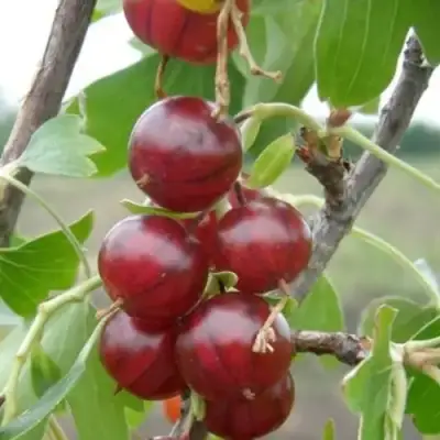 Смородина золотистая КЛЮКВЕННАЯ в Минске