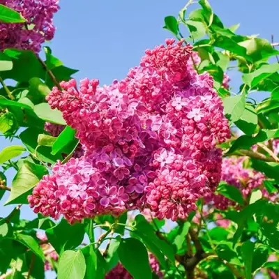 Сирень КРАСНАЯ МОСКВА в Минске