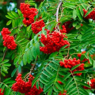 Рябина ПЛАКУЧАЯ сладкоплодная в Минске