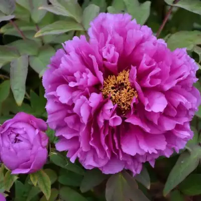 Пион ЛИЛОВАЯ ФАНТАЗИЯ древовидный в Минске