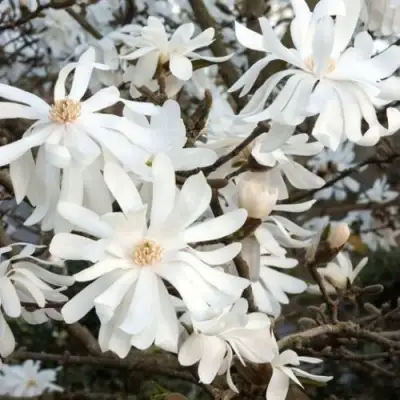 Магнолия РОЯЛ СТАР в Минске