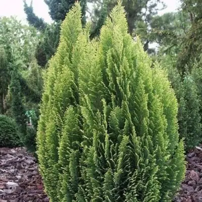 Кипарисовик ЭЛВУДИ ЭМПАЙР лавсона в Минске