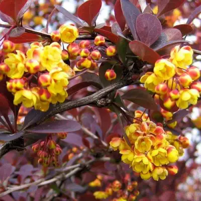 Барбарис СУПЕРБА оттавский  в Минске