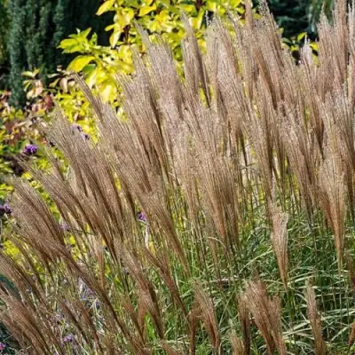 Мискантус КЛЯЙН СИЛЬБЕРСПАЙН китайский  в Минске