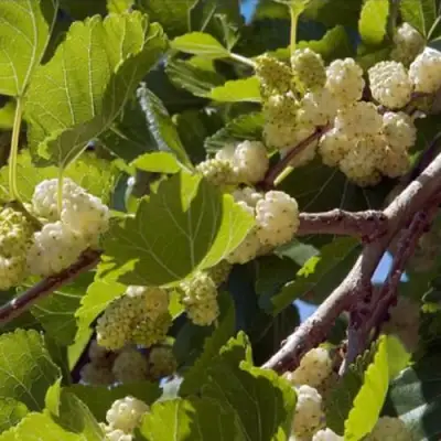 Шелковица БЕЛАЯ АЛЬБА в Минске