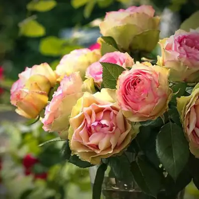 Роза ПИТАХАЙЯ чайно-гибридная в Минске