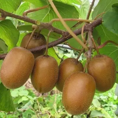 Актинидия ХЕЙВАРД киви в Минске