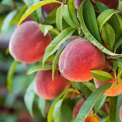 Персик РЕД ХЕВЕН в Минске